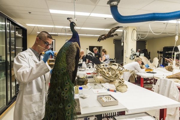 Material Conservation of Peacock specimen