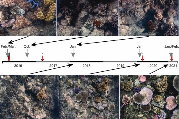Photographs showing the loss of hard and soft corals between February 2016 and January 2018