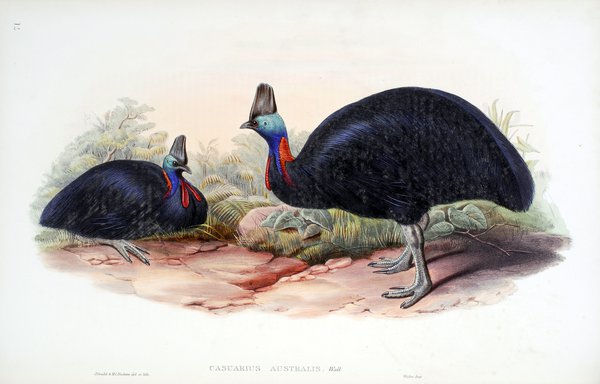 The birds of Australia. Supplement / by John Gould.