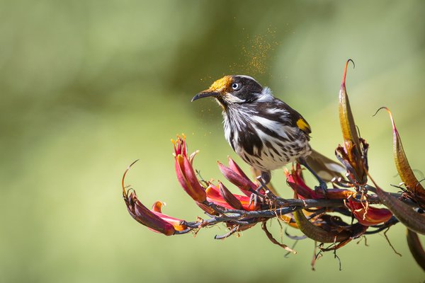 Bird pollinating