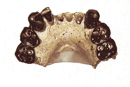 <i>Australopithecus bahreghazali</i> holotype mandible (KT-12/H1)