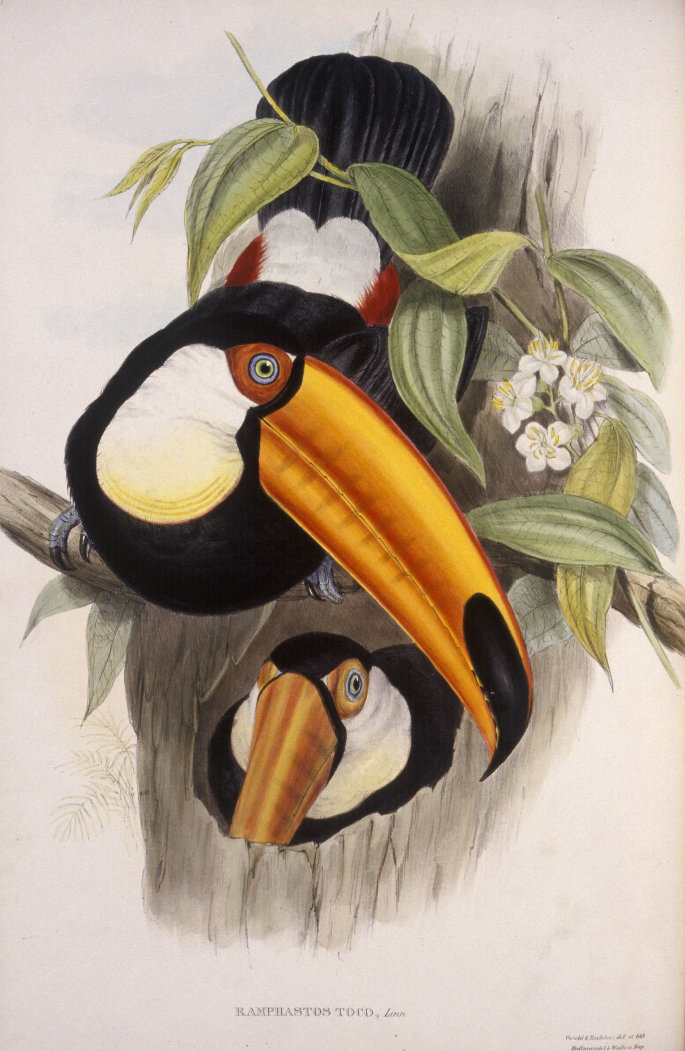 Ramphastos Toco, (Toco toucan) from A Monograph of the Ramphastidæ, or Family of Toucans, 1854 (2nd edition)