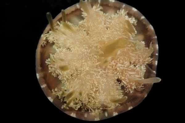 Upside-down Jellyfish (Cassiopea sp.)