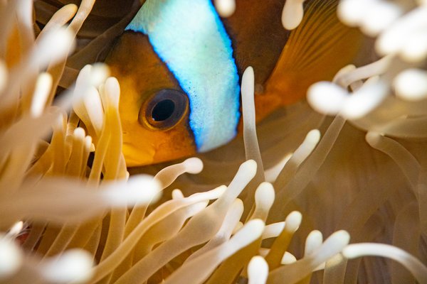 A Barrier Reef Anemonefish in its host anemone.