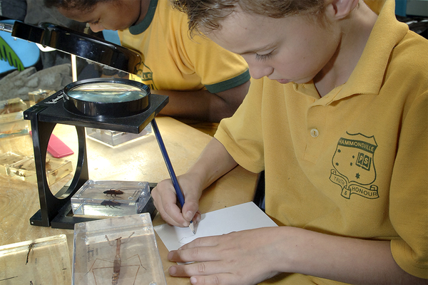 Primary school student studying insects