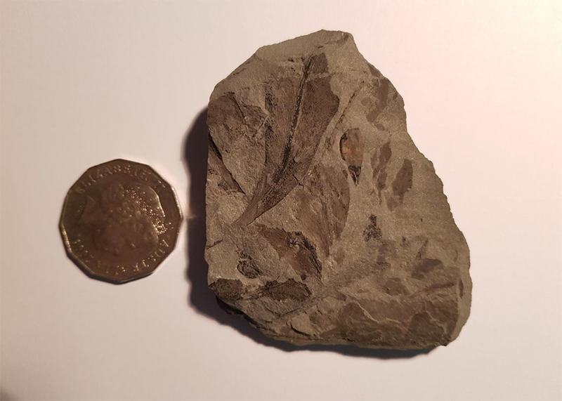 Fossil identification photo