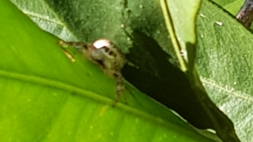 Spider identification photo